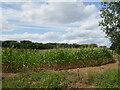 Field of maize near Ryston in PE38 0AB