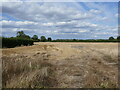 Stubble field near Ivy Farm, Wretton in PE33 9QN