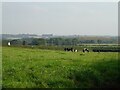 Cattle grazing off Hollow Lane in Kingsley
