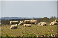 Sheep, Bradford's Farm in TN22 5QP