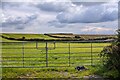 St Allen : Grassy Field & Gate in TR4 9JG