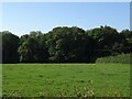 Grazing towards Kennel Wood in CW9 6AU