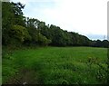 Grazing and woodland off the B5097 in Esclusham Community