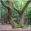 Two Trunks, Firtree Wood, Danbury Ridge Nature Reserves in CM3 4SL