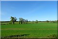 Crop field east of Baschurch in SY4 2JE
