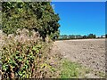 Footpath on the line of a former tramway and railway in Brinsley
