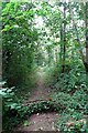 Footpath in woodland off Trewinnard Lane in TR27 6JX