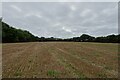 Field near Trewinnard Lane in TR27 6JX
