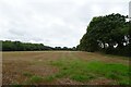Field beside the bridleway in TR27 6JX