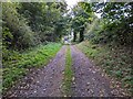 Track from Greenrigg, heading north in NE66 3PF