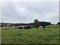 Cattle near Strathgryfe in PA13 4SU