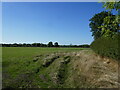 Grass field near Naunton Beauchamp in WR10 2LL