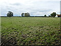 Grass field at Sibthorpe in Sibthorpe