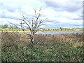 Reedbeds at the western end of the Loch of Forfar in DD8 1PU