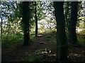 Woodland path in EH53 0QN