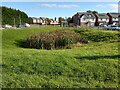 Bulrushes in SUDS pond in EH53 0RJ