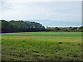 Field north of Blean Woods in CT2 9JU