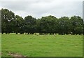 Sheep grazing east of Thornton Green Lane in Gowy Rural Ward