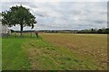 Tree and field at Home Farm in NN8 4HB