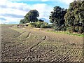 Harrowed field near Old Montrose in DD10 9LN