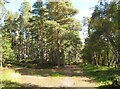 Track junction near Craigroy in PH26 3NQ