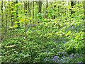 Trees, saplings and bluebells, West Woods, near Marlborough in SN8 4EG
