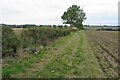 Tree on the field edge in Burton and Broughton Ward