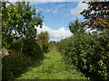 Overgrown track, Morton in NG25 0XJ