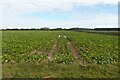 Sugar beet crop near Winterton Holmes in NR29 4DW