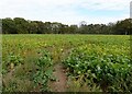 Sugar beet field by Home Broad in NR29 4DZ