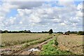 Terrington St. Clement, Rhoon Road: Two fields separated by a track in PE34 4LE