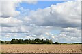 Terrington St. Clement: Ploughed field in PE34 4LE