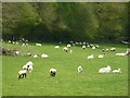 Chute Cadley - Grazing Sheep in SP11 9DG