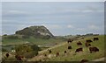 Cattle grazing with Loudoun Hill in the background in KA17 0LT