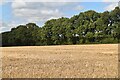 Field and tree row near Farley Church in SO51 0QP