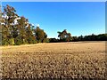 Stubble Field near Nuthall in NG6 7AN