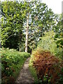 Footpath through Moor Wood in TN8 5QU