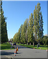 Avenue in Morden Cemetery in KT3 6LY