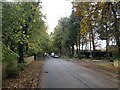 A leafy lane, Swarland in NE65 9LX