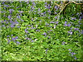 Chute Cadley - Bluebells in SP11 9DG