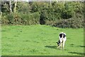 Gate in hedgerow at end of public footpath in SA34 0HG