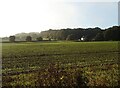 Crop field off Holt Road  in NR11 8PP
