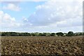 Walsham le Willows: Ploughed field in IP31 3BY