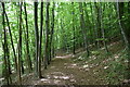 Mole Gap Trail, Longbury Wood in RH5 6DY