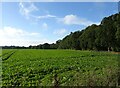 Crop field beside Bodham Common Plantation in High Kelling