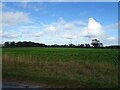 Crop field north of Bridgefoot Lane in NR25 7TX