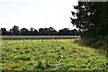 Hunston: Field in IP31 3NN