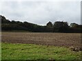 Field towards woodland off Wiveton Road in NR25 7DE