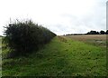 Hedgerow and field near Langham Point in NR25 7DB
