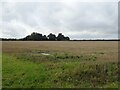 Field towards Langham Point in NR25 7DB
